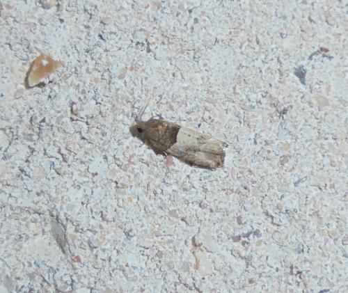 Gypsonoma aceriana